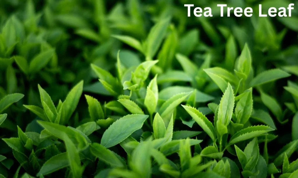 Tea Tree Leaf 1024x614